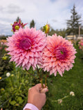 Wyns Pink Pearl image 0