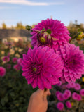 Bloomquist Ruby image 0