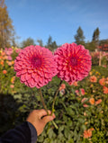 Pink Salmon Runner image 0