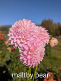 Maltby Pearl image 0