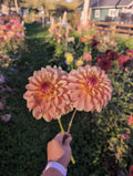 Country Charm SPRING CUTTING  image 0