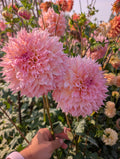 Lees Pink Grapefuit image 0