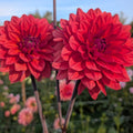 American Dawn image 0