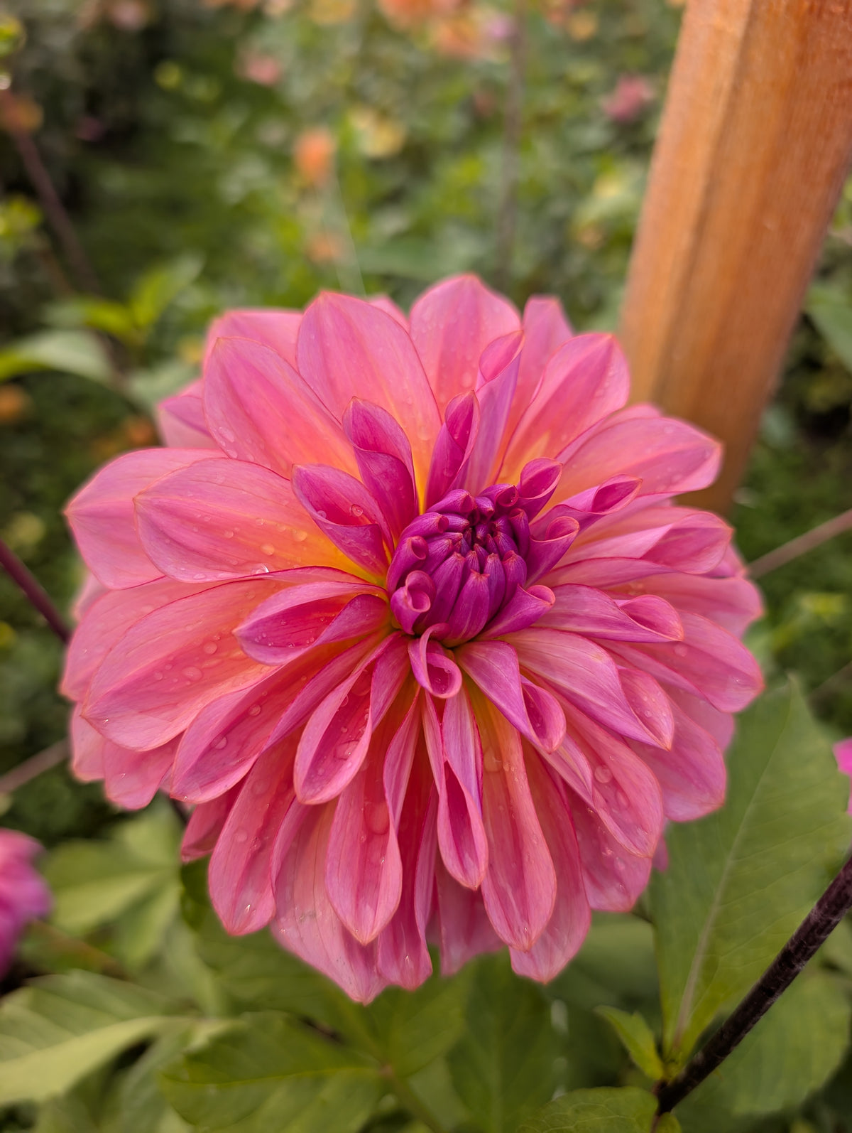 Lahaina Love image 0
