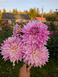 BJs Dusty Rose image 0