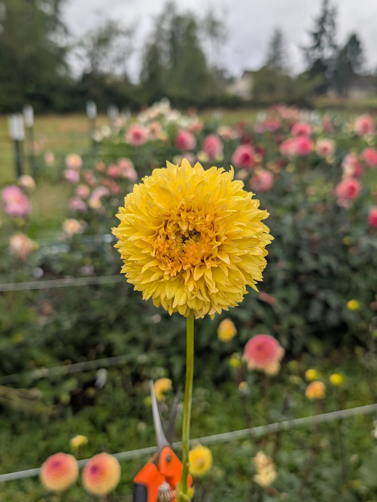 Florelie Dandelion