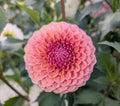 Bracken Rose image 0