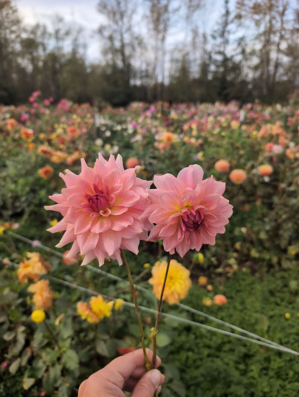 RM Fairy Wings (SPRING CUTTING) image 0