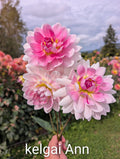 Kelgai Ann  image 0
