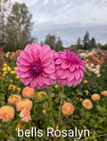 Bells Roslyn (SPRING CUTTING) image 0