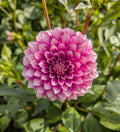 Bells Sweet Serendipity (SPRING CUTTING) image 0