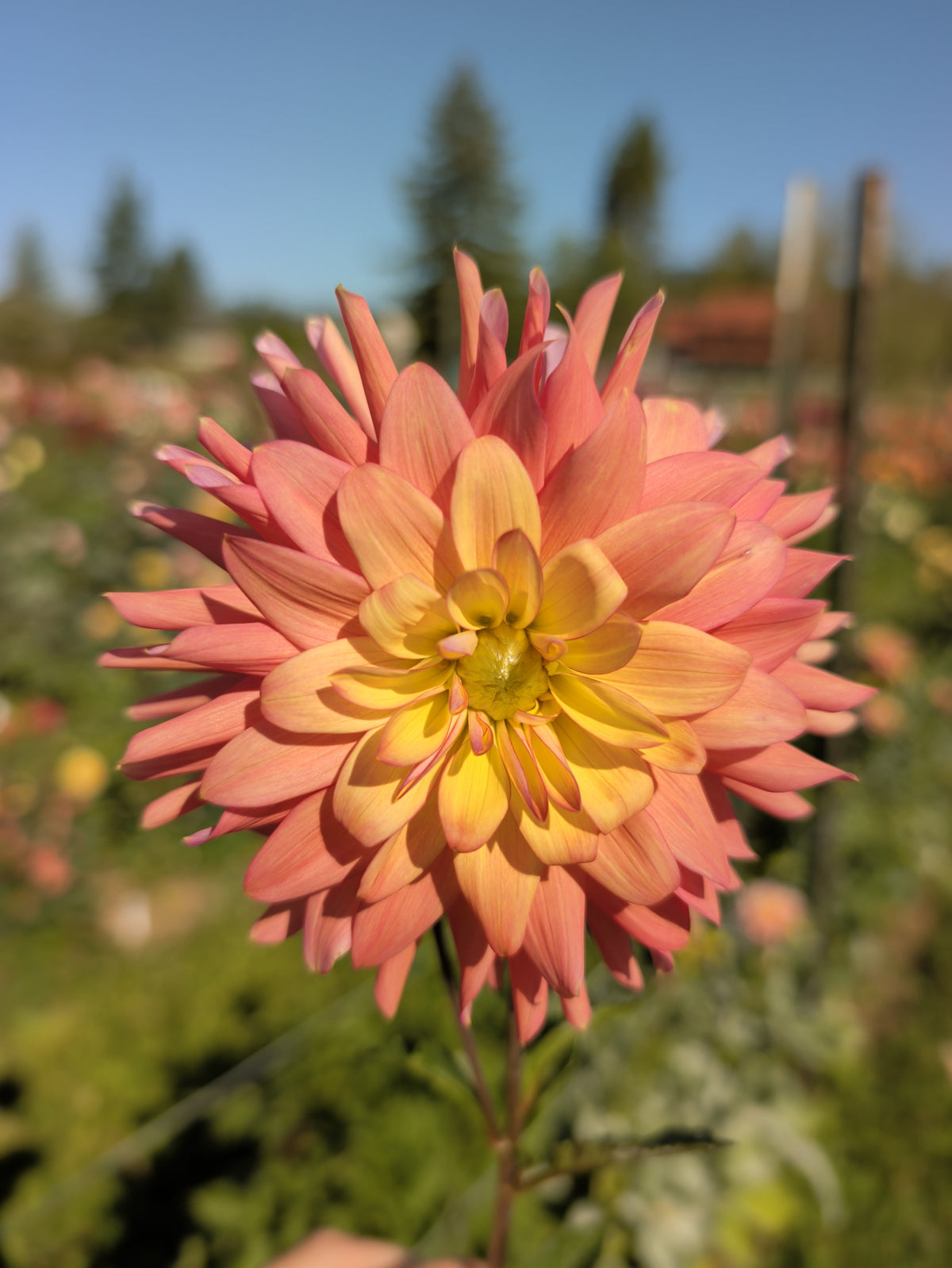 Florelie Seastar