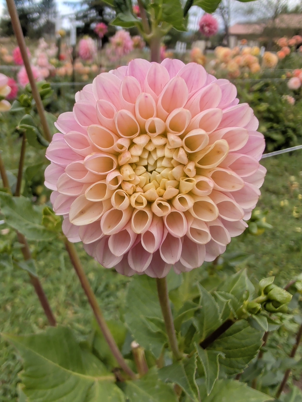 Hollyhill Pollyanna