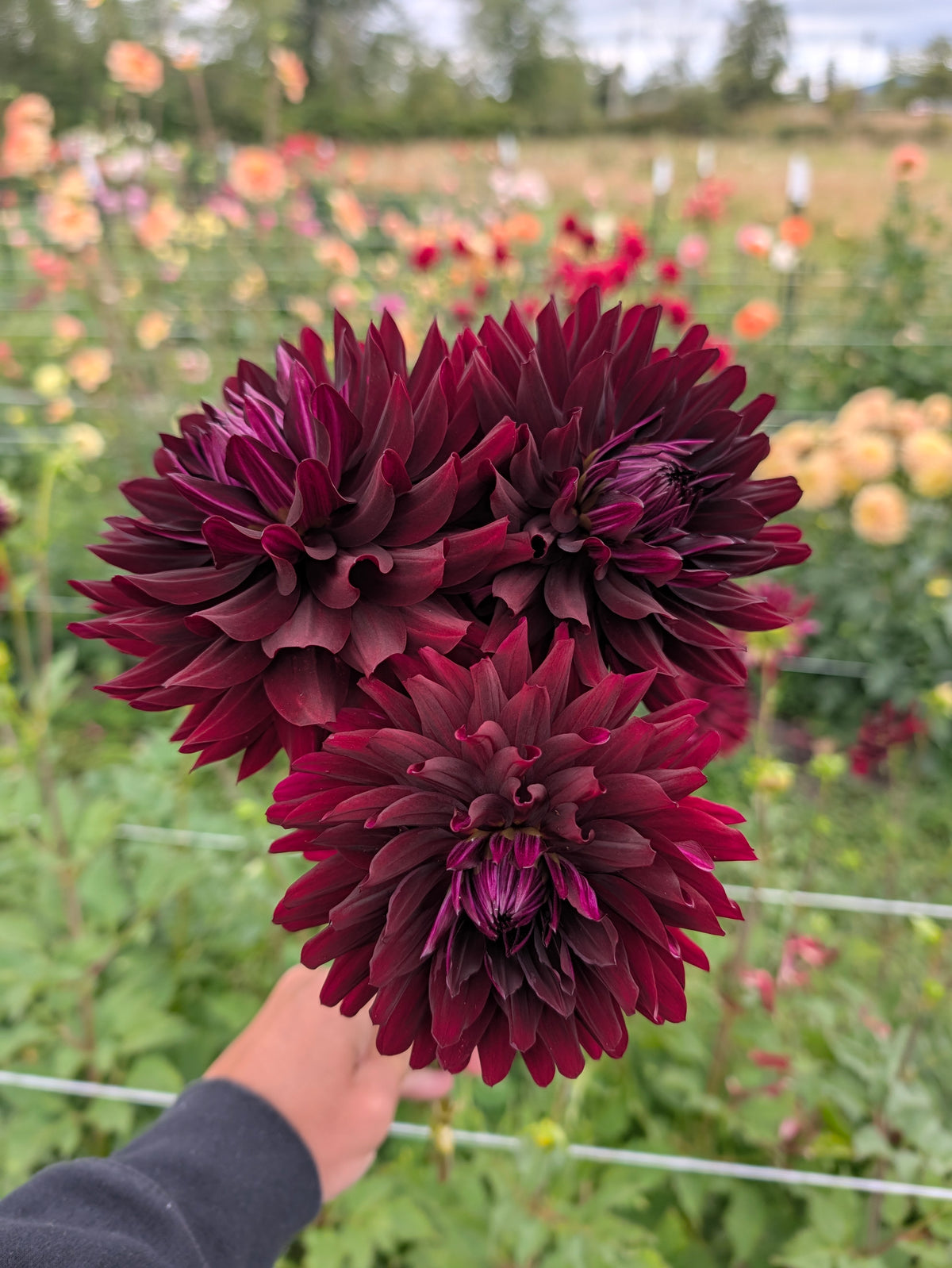 Hollyhill Black Beauty