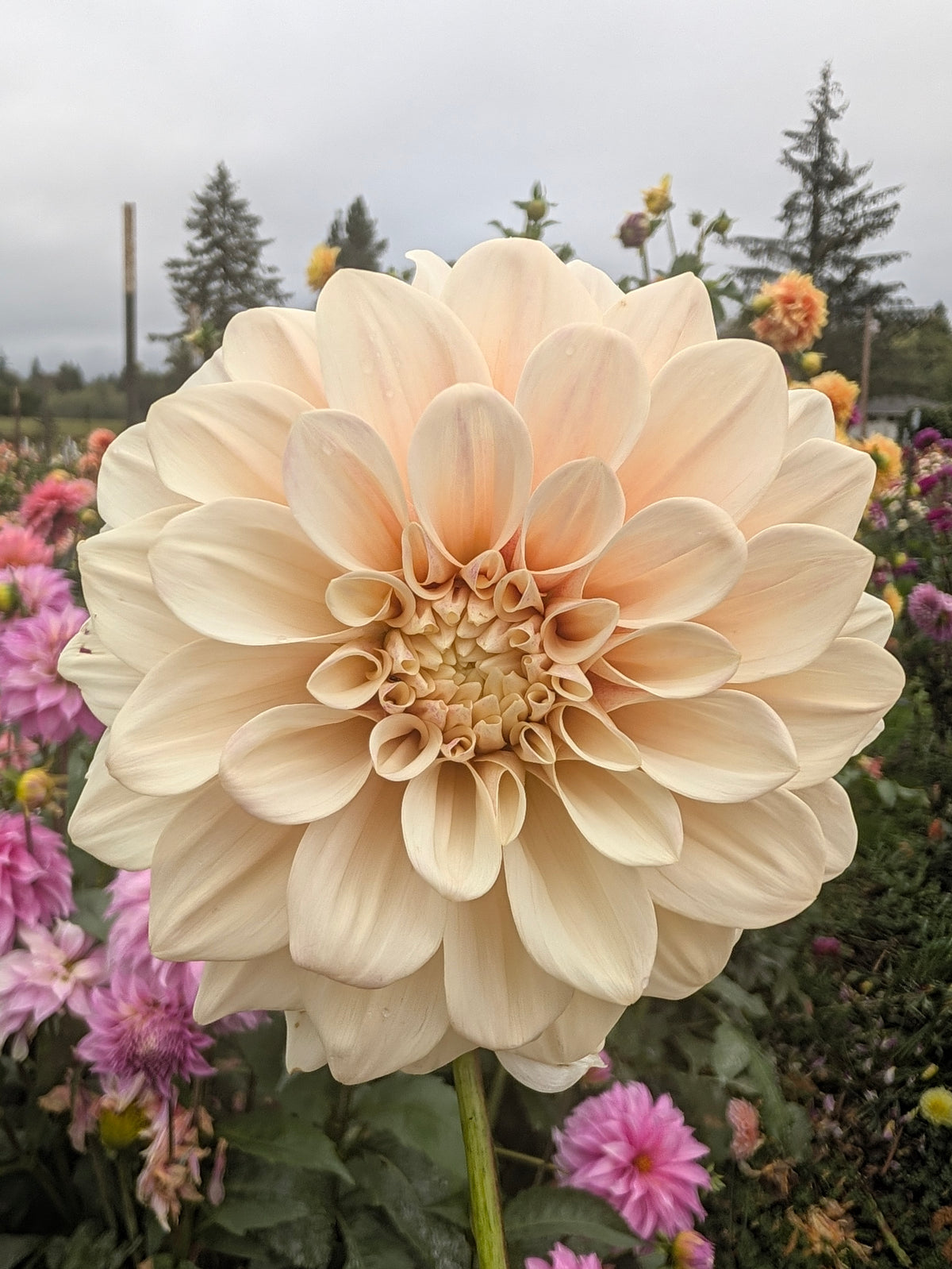 Florelie Antique